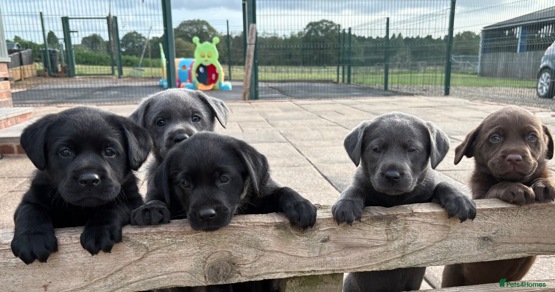 Labrador Retriever dogs Gorgeous, Chunky KC Labs - Advert 1