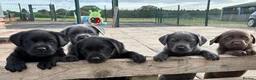 Labrador Retriever dogs for sale: Gorgeous, Chunky KC Labs - Advert 1