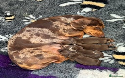 Miniature Dachshund dogs for sale: PRA Clear, KC Reg Miniature Dachshund Girl - Image 8