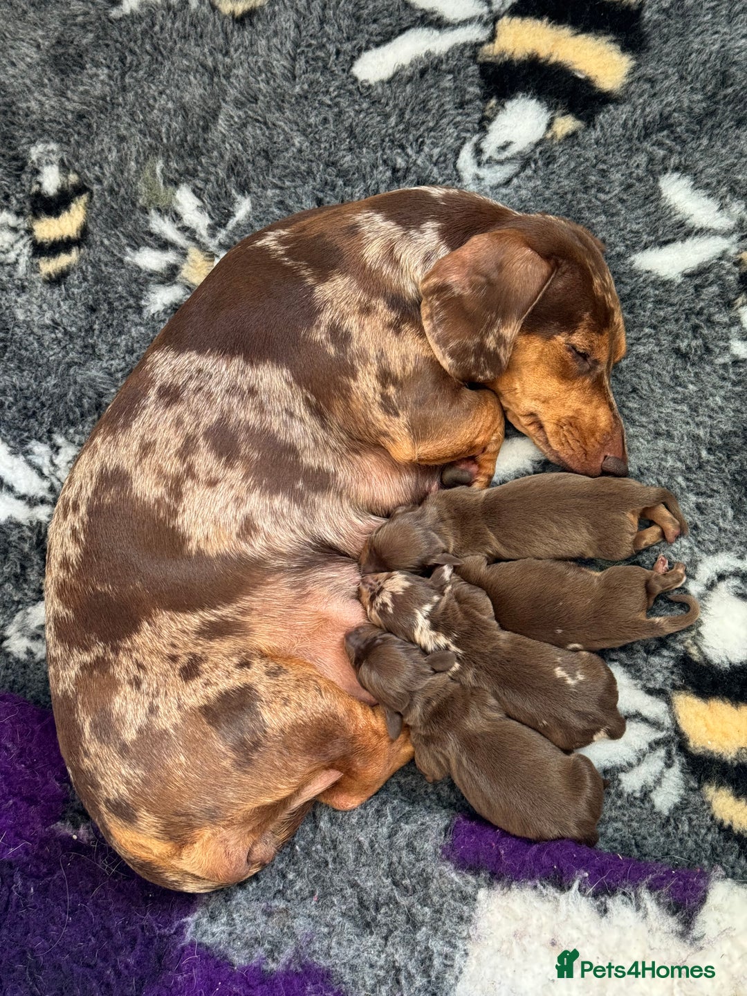 Miniature Dachshund dogs for sale: PRA Clear, KC Reg Miniature Dachshund Girl - Image 8