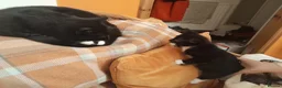 British Shorthair cats for sale: 2 Lovely black and white fluffy kittens - Advert 23