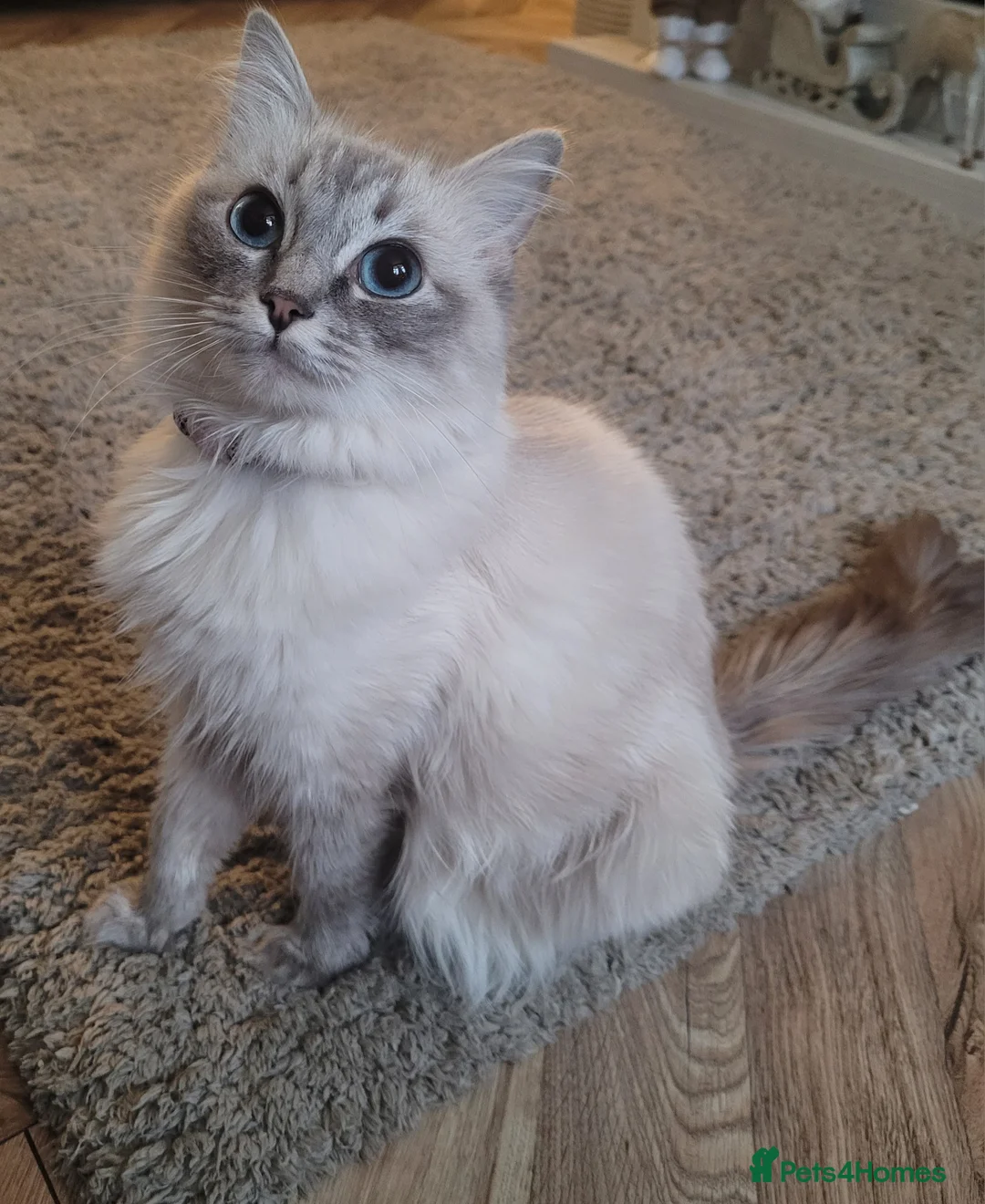 Ragdoll cats for sale: Ragdoll Kittens 🩷 - Advert 2