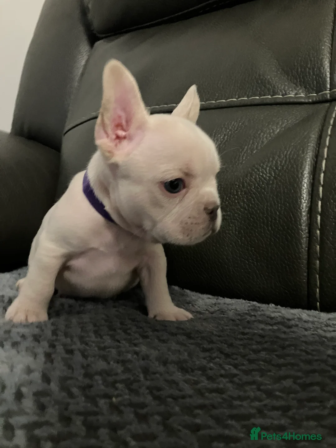 French Bulldog dogs for sale: Ready - Lilac Platinum - Fluffy Carriers - Advert 27