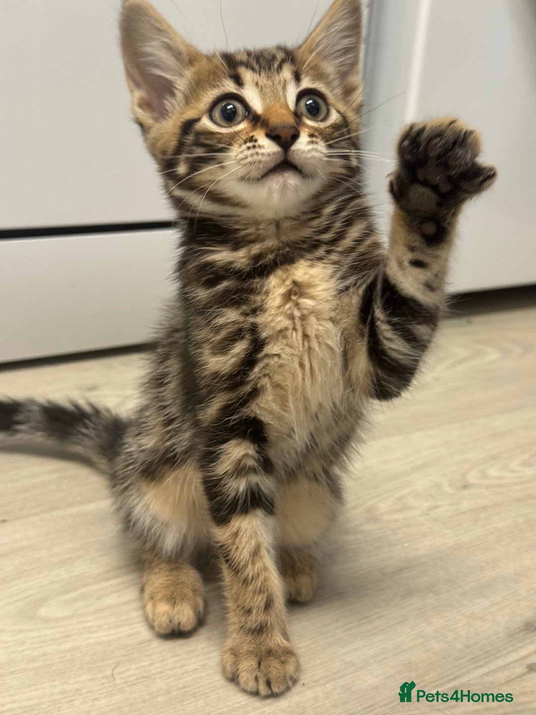 Bengal cats for sale: Bengals cross - Image 10