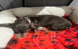 Dachshund dogs for sale:  dachshund miniature - Image 9