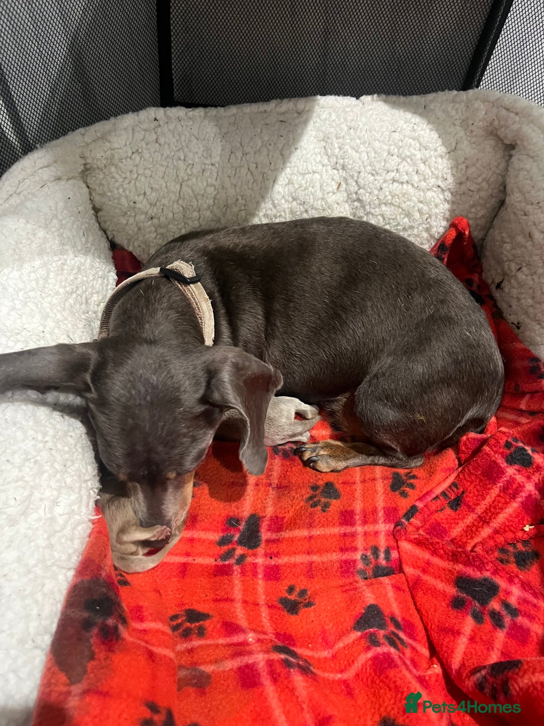 Dachshund dogs for sale:  dachshund miniature - Image 9