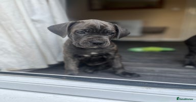 Cane Corso dogs - Advert 1