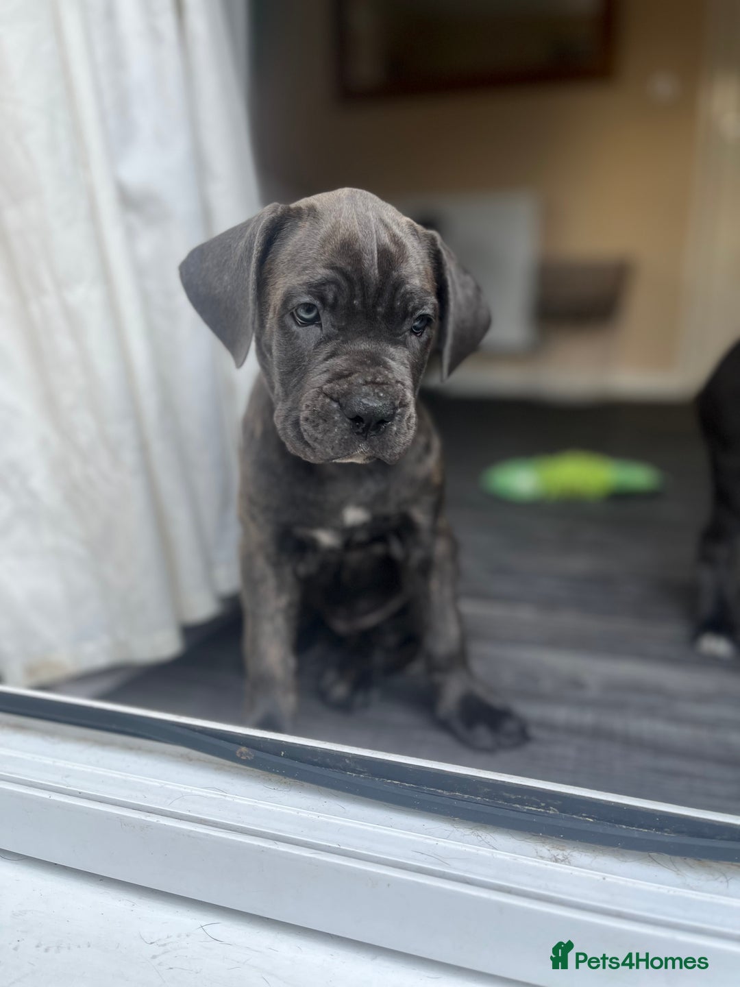 Cane Corso dogs for sale: Purebred Cane Corso puppies  - Image 3
