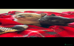 Burmese cats for sale: Burmese X Sisters  - Image 11