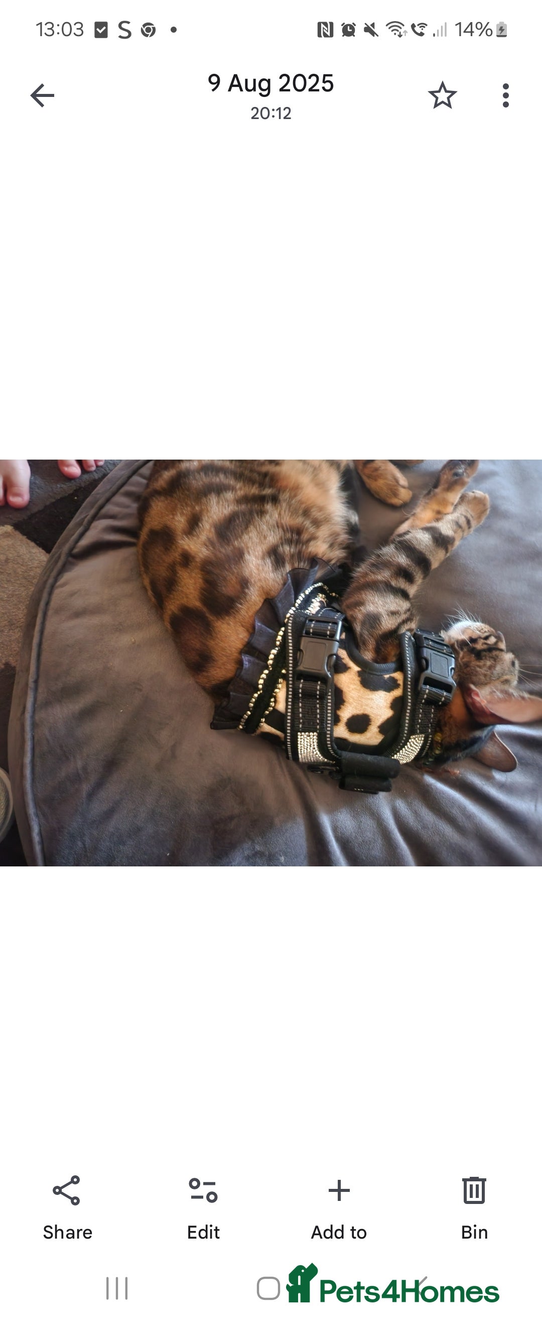 Bengal cats for sale: Bengal cat - Jello - Advert 4