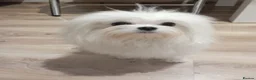 Maltese dogs for stud: Wonderful maltese for stud - Advert 3