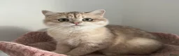 British Shorthair cats for sale: Gorgeous Blue and Black Golden British Shorthairs  - Advert 8