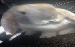 Mini Lop rabbits for sale: extremely friendly mini lop - Advert 4