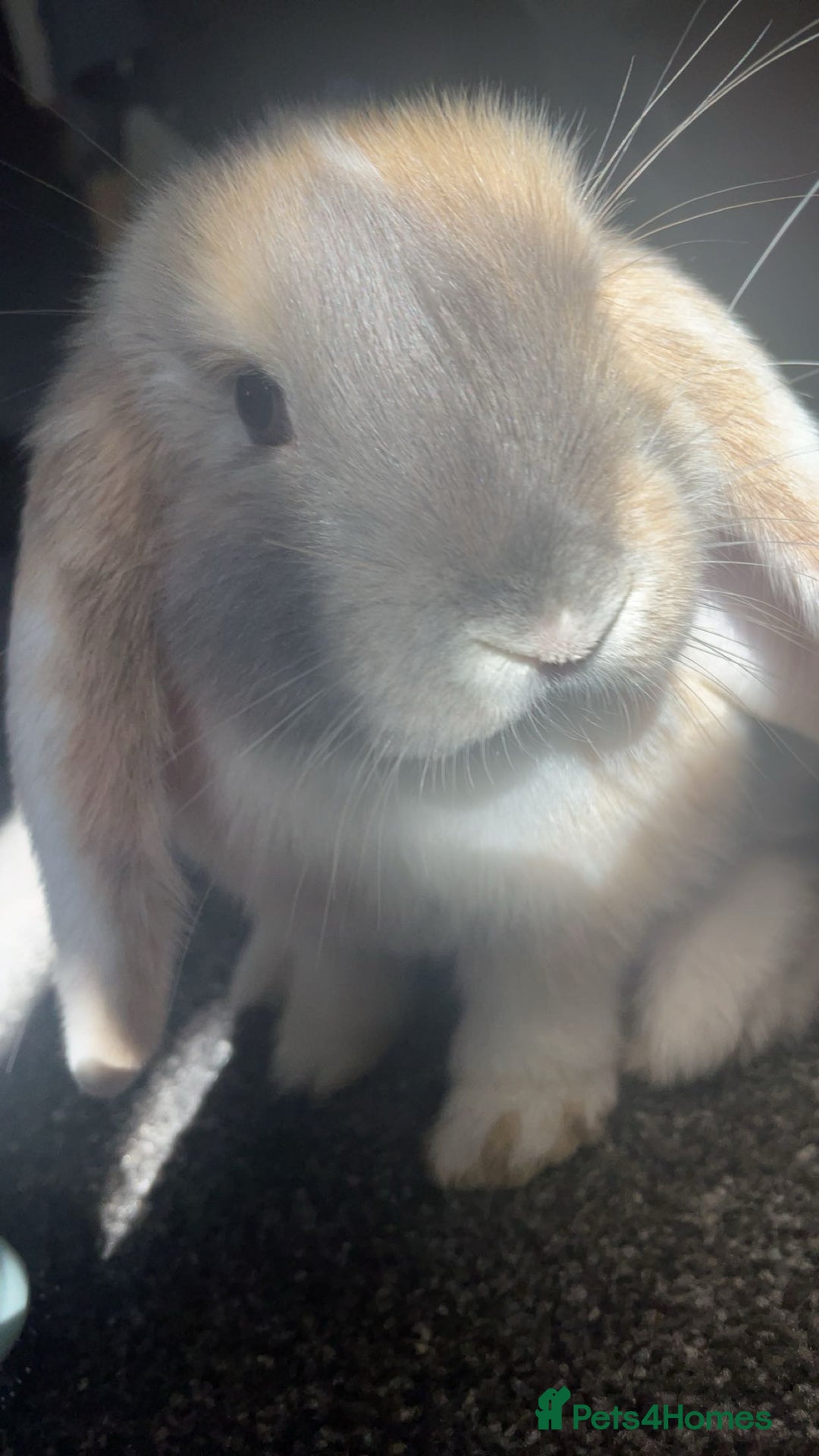 Mini Lop rabbits for sale: extremely friendly mini lop - Advert 4