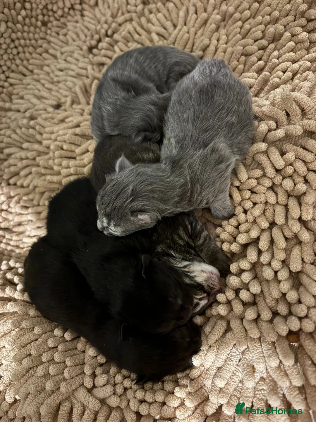 Mixed Breed cats for sale: Three beautiful Siberian/Maine Coon kittens in London - Advert 2