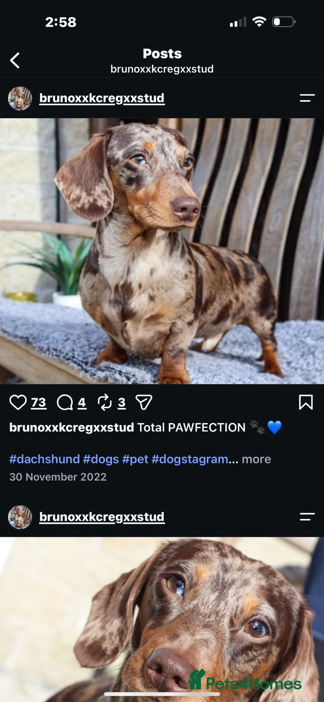 Miniature Dachshund dogs for sale: Miniature dachshund - Advert 14