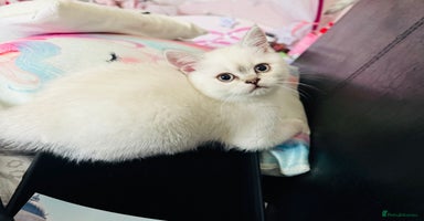Scottish Fold cats - Advert 11