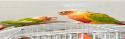 Conures birds for sale: Breeding pair of pineapple conures in Birmingham - Advert 6