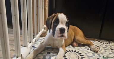 Boxer dogs - Advert 5