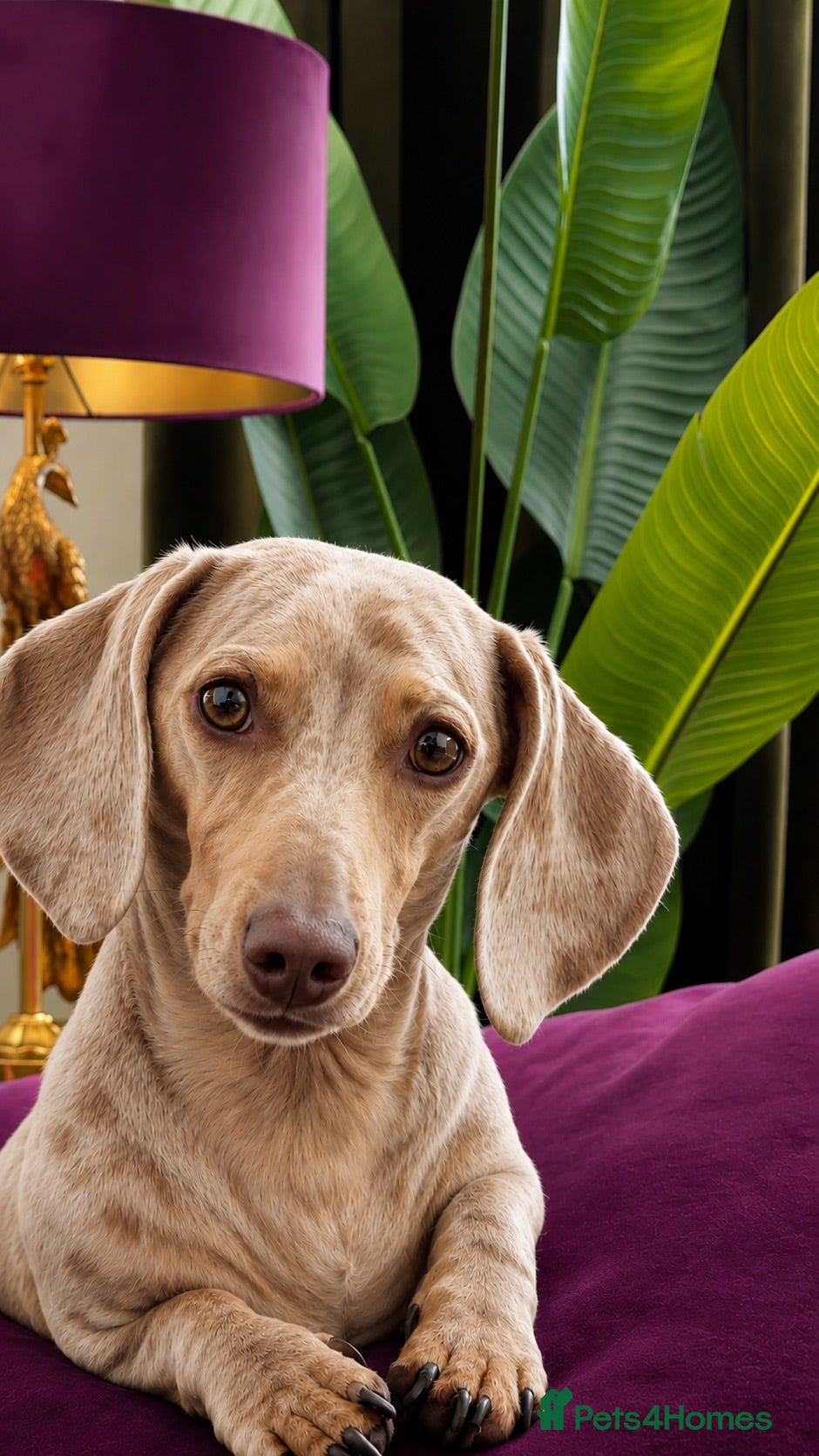 Miniature Dachshund dogs Isabella & Cream Dapple Miniature Dachshund Stud - Advert 8