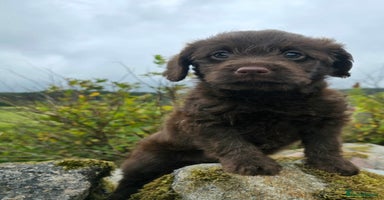 Labradoodle dogs in Westhill - Advert 10