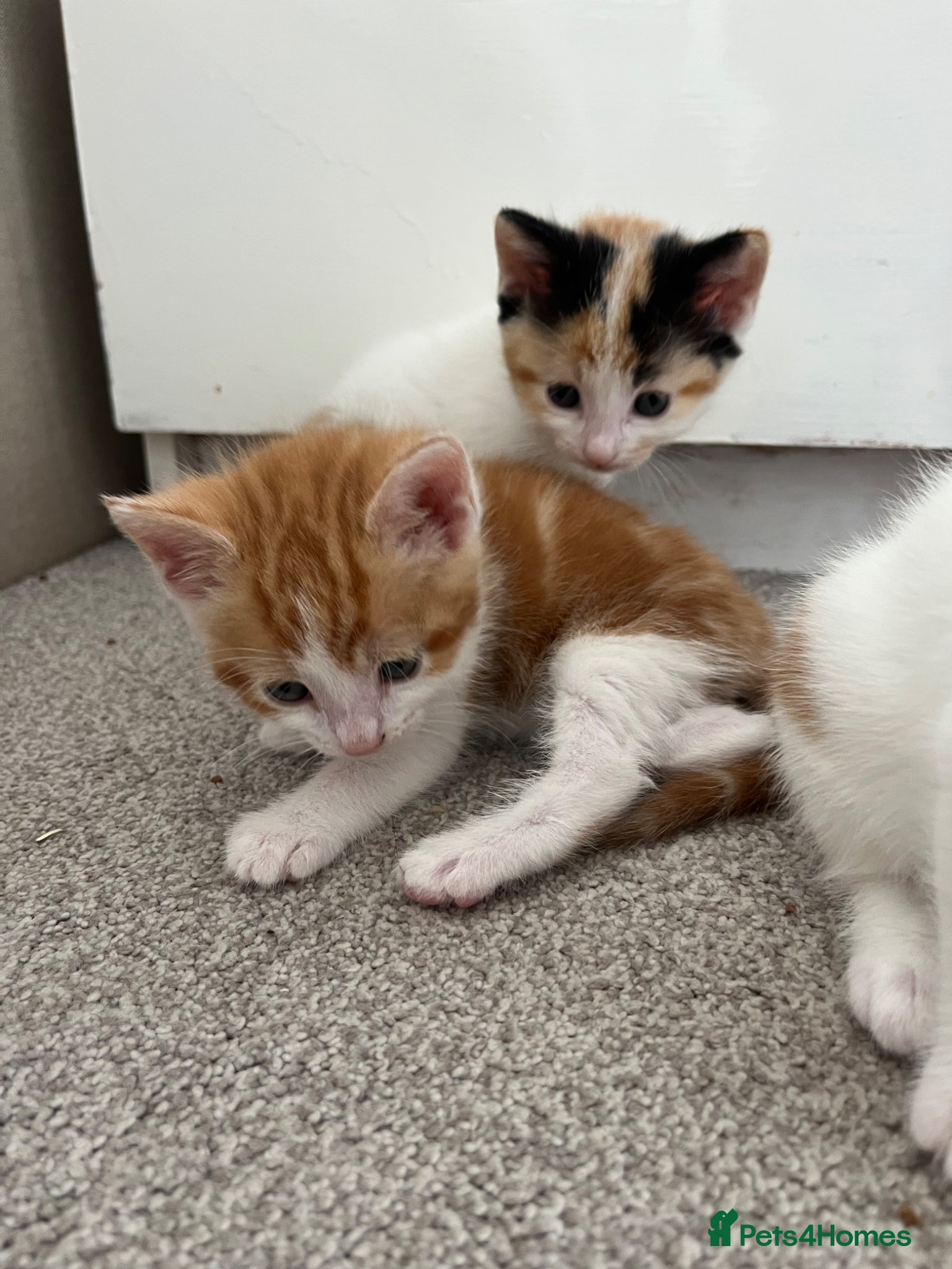 Mixed Breed cats for sale: 6 friendly and playful kittens - Advert 6