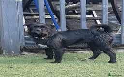 Patterjack dogs for adoption: Rocco is a gorgeous young Patterjack - Image 3
