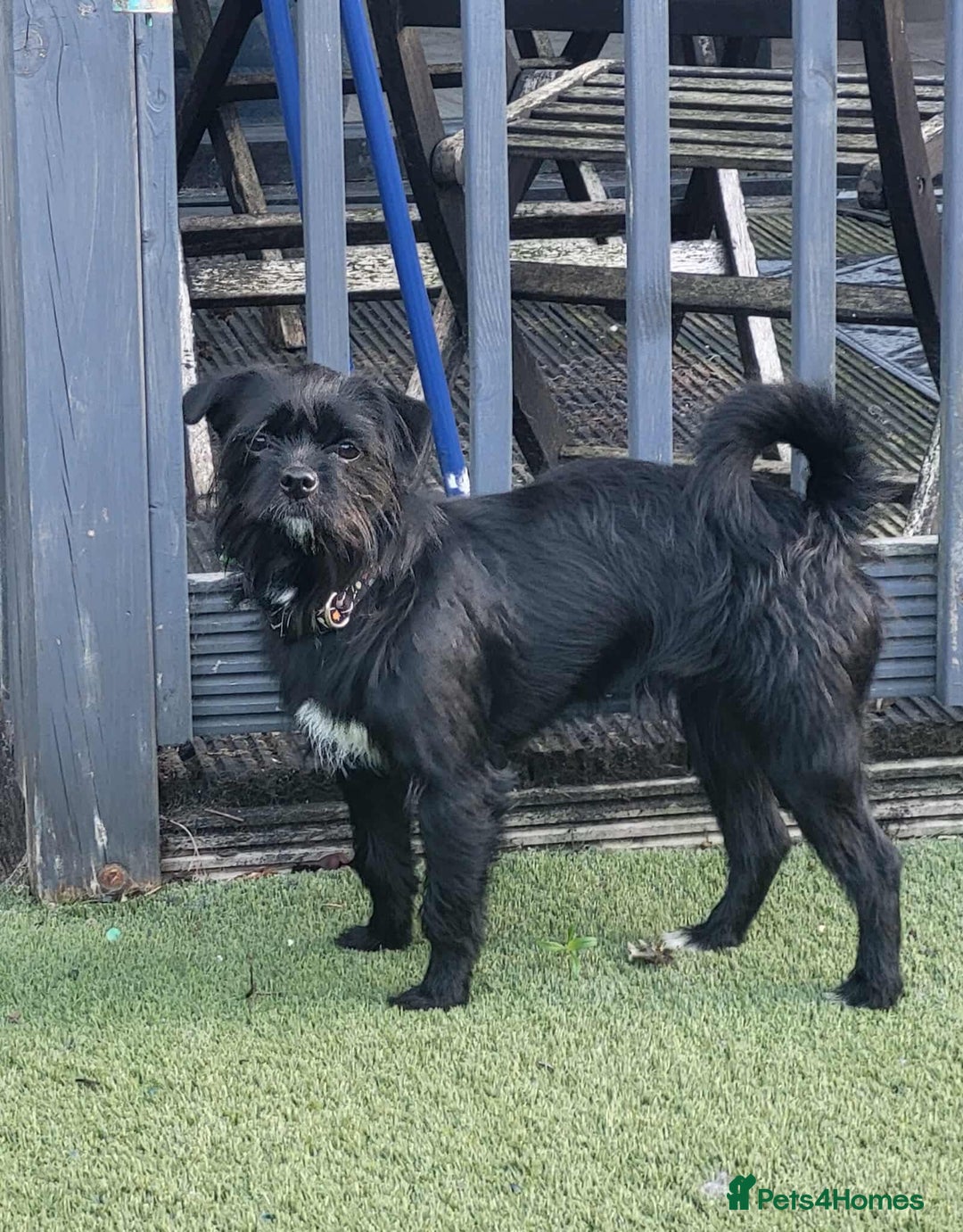 Patterjack dogs for adoption: Rocco is a gorgeous young Patterjack - Image 3