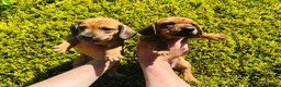 Miniature Dachshund dogs for sale: Daxi Jack - Advert 3