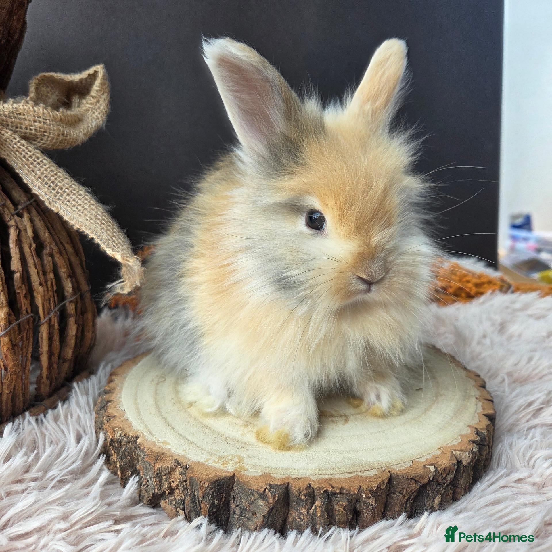Angora rabbits English Angora Babies - Advert 5