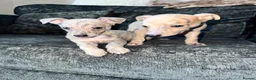 Whippet dogs for sale: Exceptional litter of KC registered whippets - Advert 7