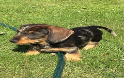 Miniature Dachshund dogs for sale: Miniature Wire Haired Dachshund  - Image 37