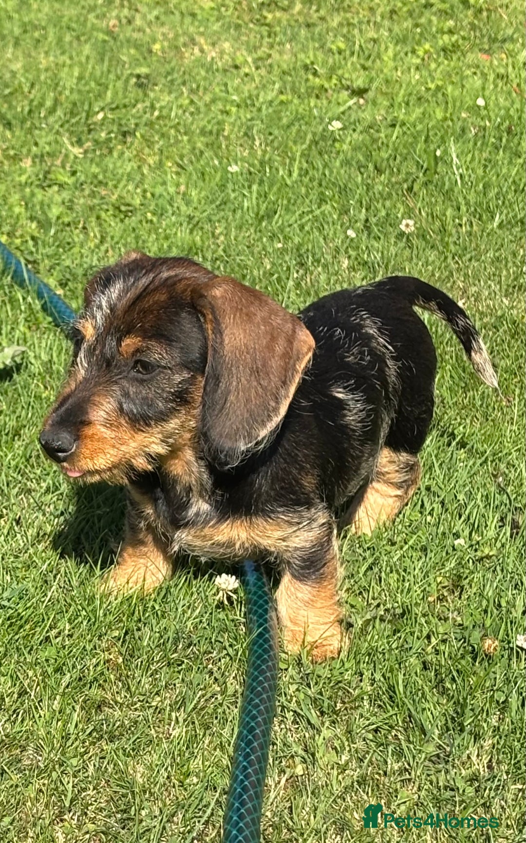 Miniature Dachshund dogs for sale: Miniature Wire Haired Dachshund  - Image 37