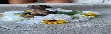 Jackshund 3