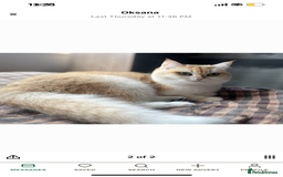 British Longhair cats for sale: White gold and silver boy😍 - Image 5