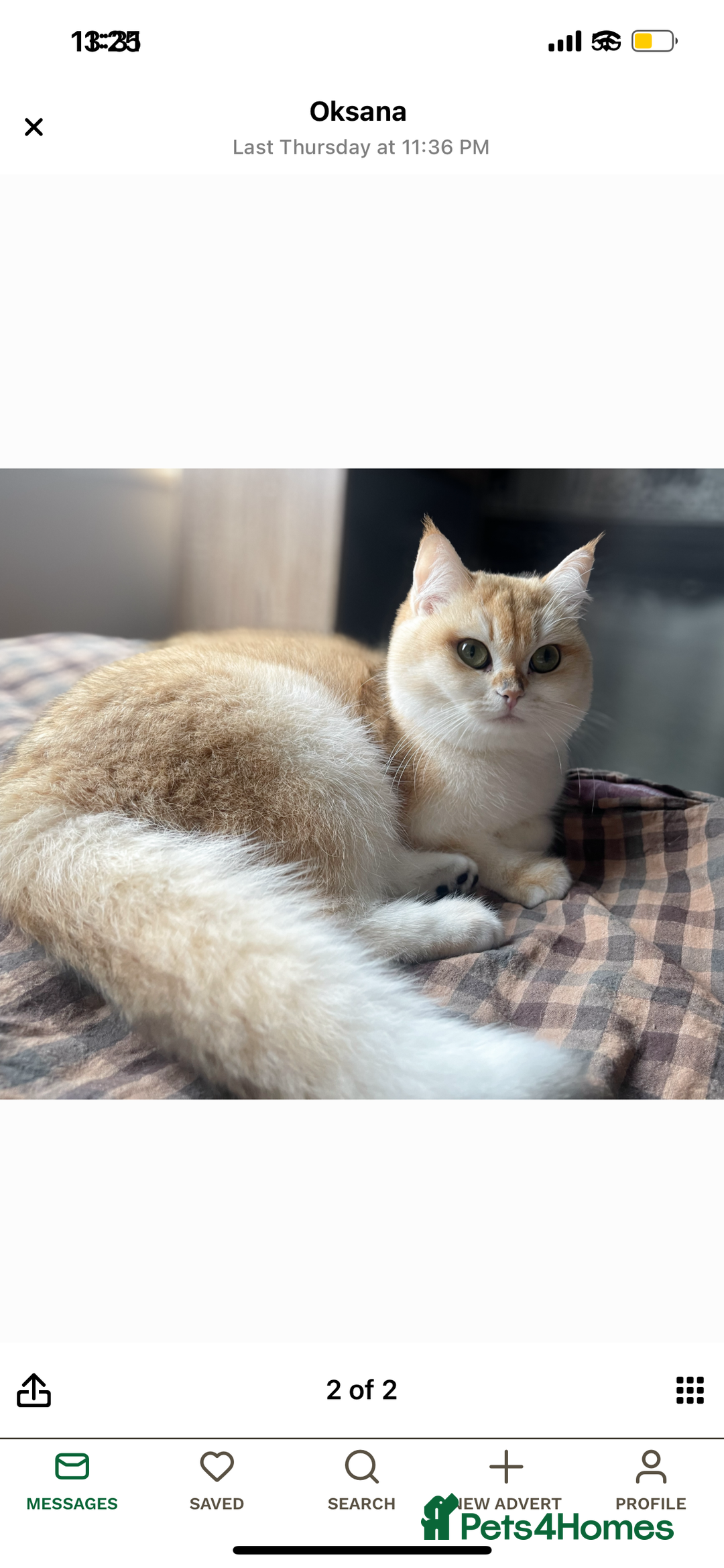 British Longhair cats for sale: White gold and silver boy😍 - Image 5