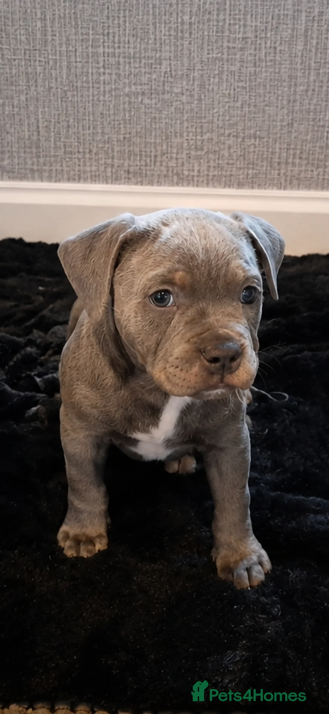 Staffordshire Bull Terrier dogs for sale: Staffordshire Bull Terrier Pupps-2 Boys Available  - Advert 18