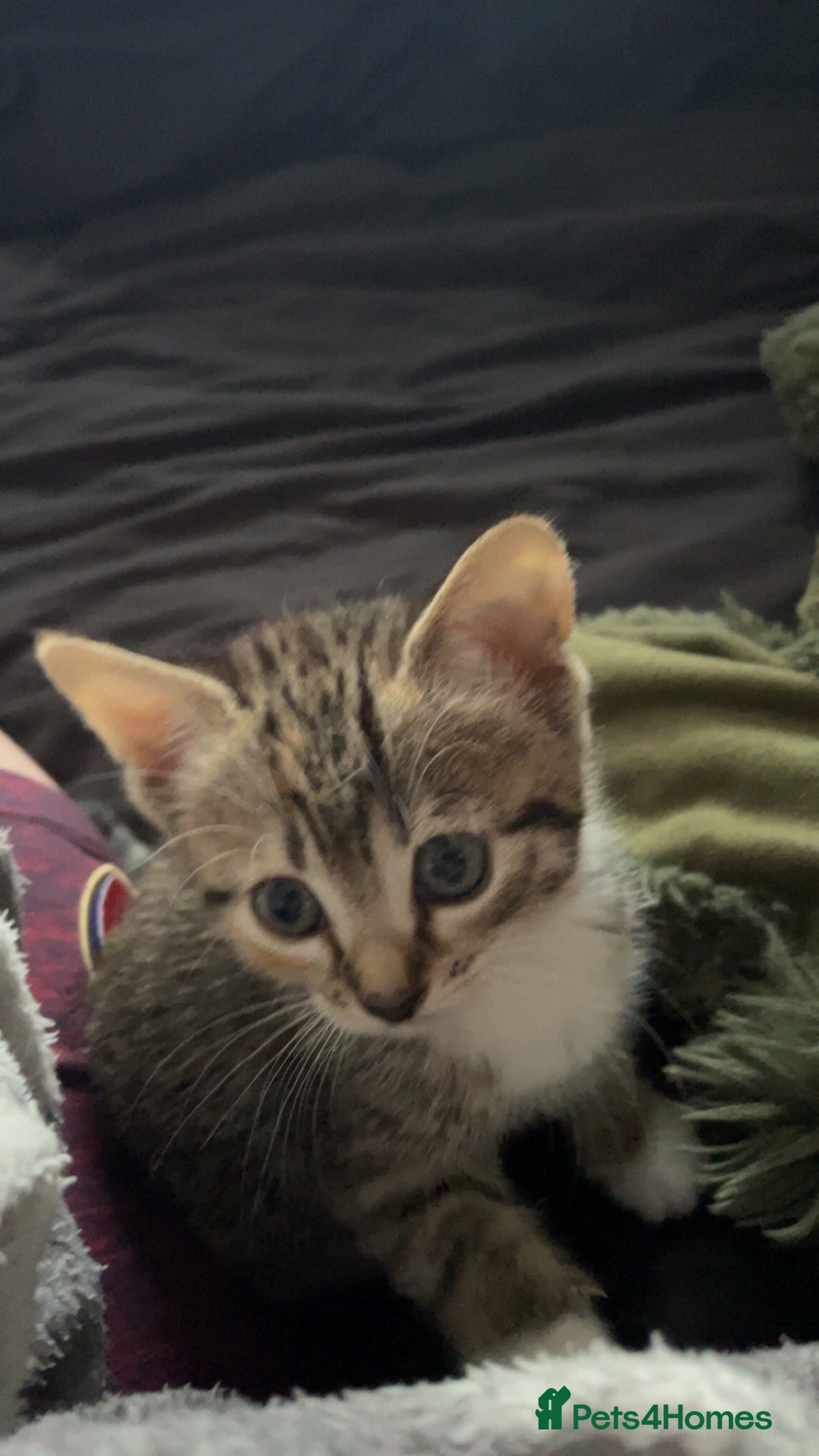 Mixed Breed cats for sale: Mixed breed 7 week old kitten  - Image 5