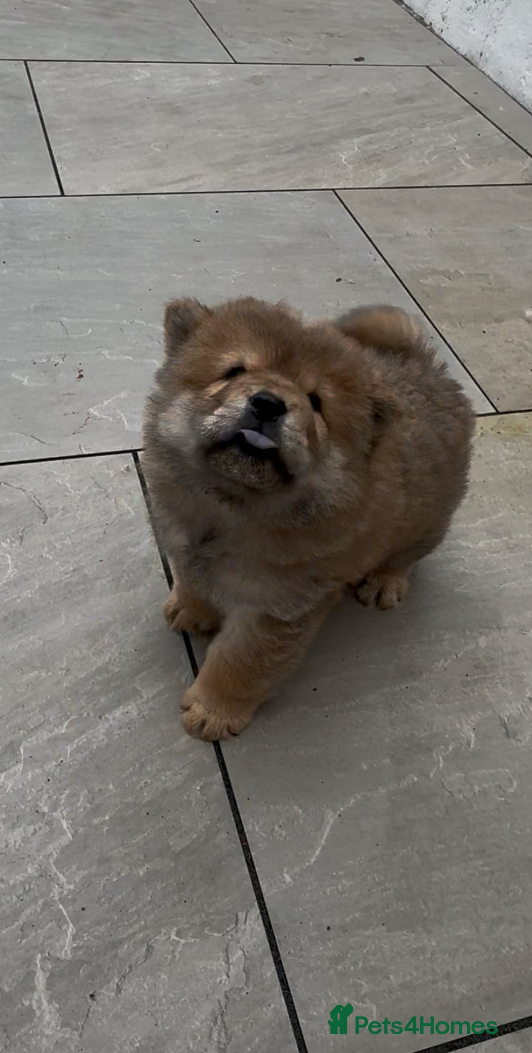 Chow Chow dogs for sale: Stunning fawn chow chow puppy almost ready to leav - Image 12