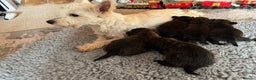 Mixed Breed dogs for sale: West highland cross Scottish terriers - Advert 5