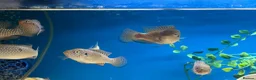 Cichlids fish for sale: Malawi cichlid  - Advert 6