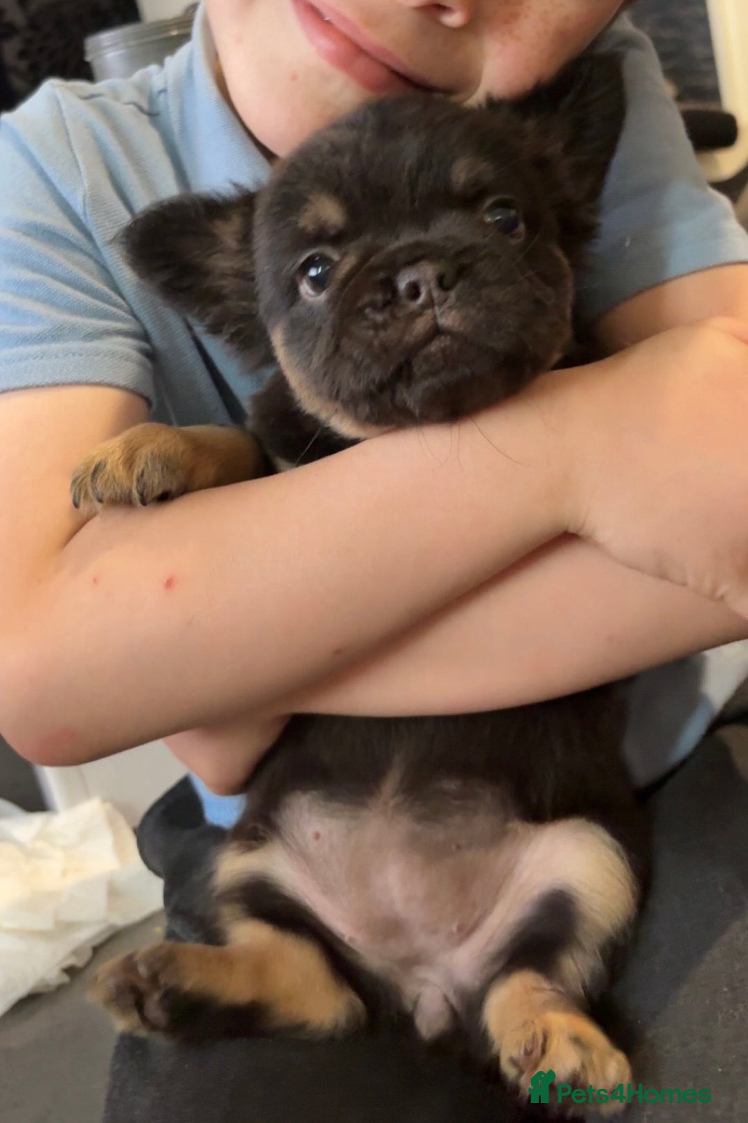 French Bulldog dogs for sale: Beautiful fluffy French bulldog girls pending pink - Image 13