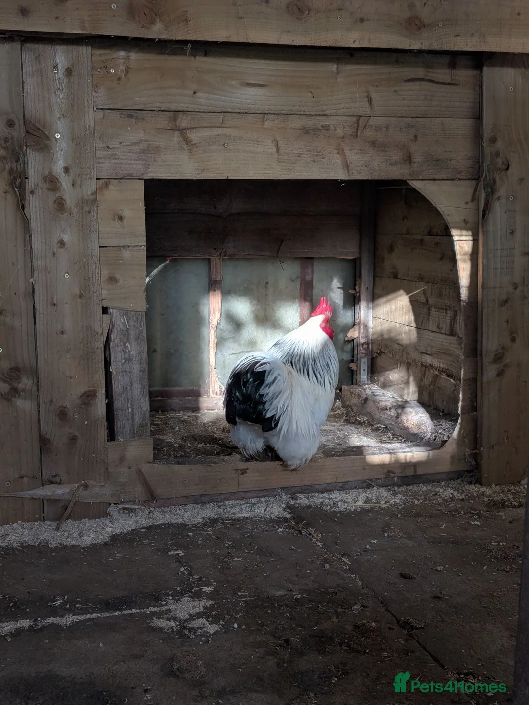 Chickens poultry for sale: Pekin bantam cockerel  in Sleaford - Advert 2
