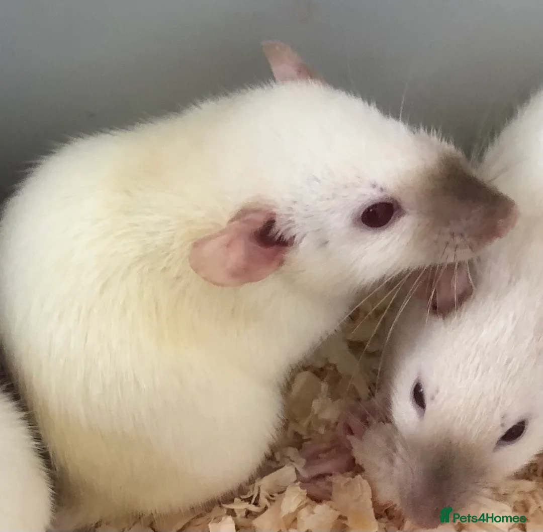 Rat rodents for sale: Beautiful tame fancy rats - Advert 20