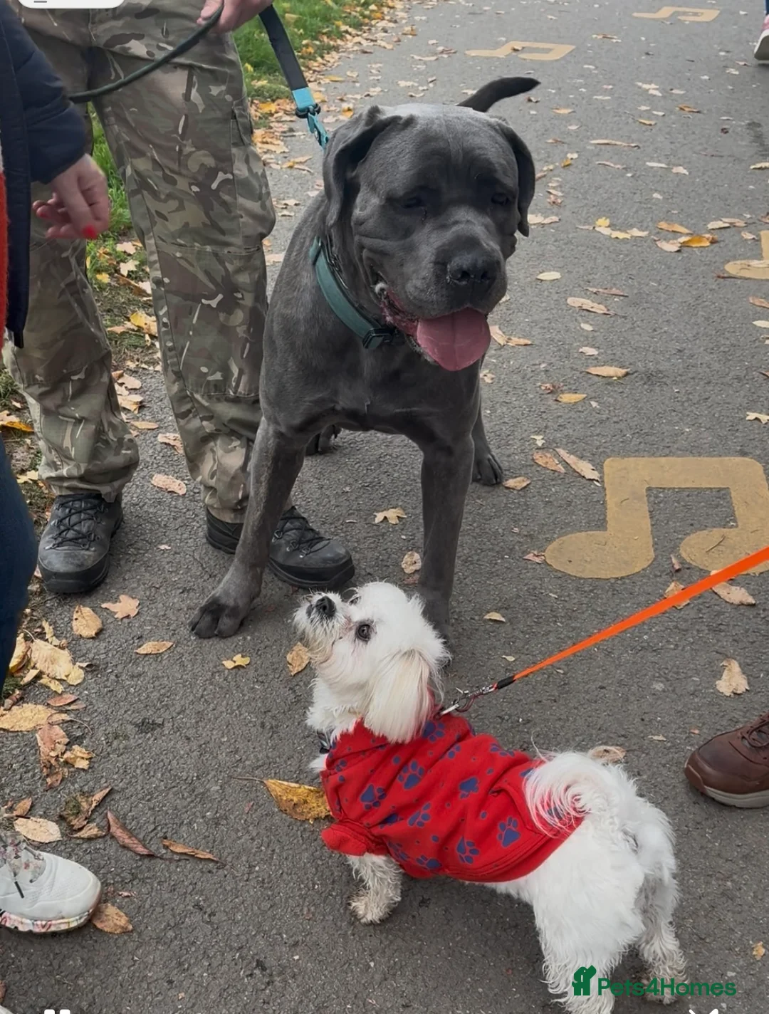 Cane Corso dogs for sale: 3 yo Cane Corso needs a new home!  - Advert 4
