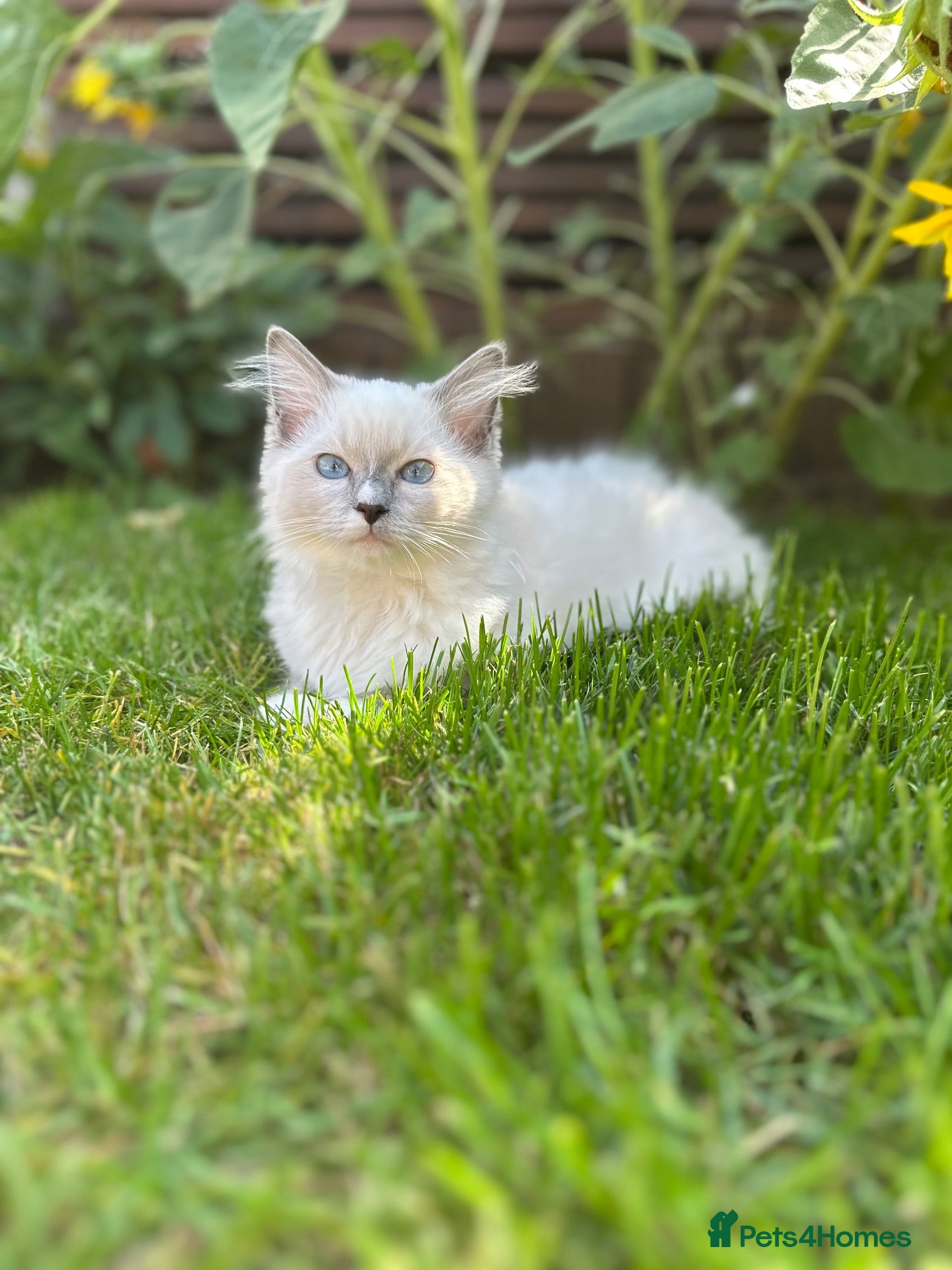 Ragdoll cats 🩷Ready to leave NOW GCCF Registered kittens 😻😻 - Advert 3