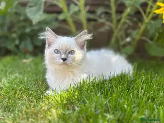 Ragdoll cats 🩷Ready to leave NOW GCCF Registered kittens 😻😻 - Advert 3