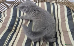 British Longhair cats for sale: Stunning World Champ British shorthair kittens - Advert 2