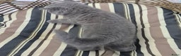 British Longhair cats for sale: Stunning World Champ British shorthair kittens - Advert 2