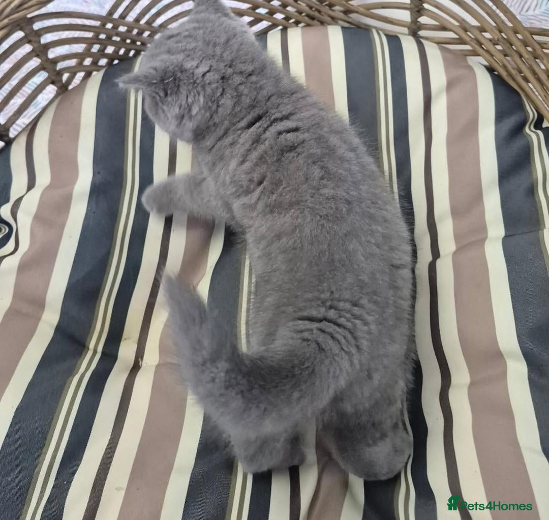 British Longhair cats for sale: Stunning World Champ British shorthair kittens - Advert 2